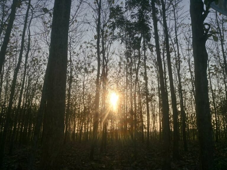 bosque de robles al atardecer
