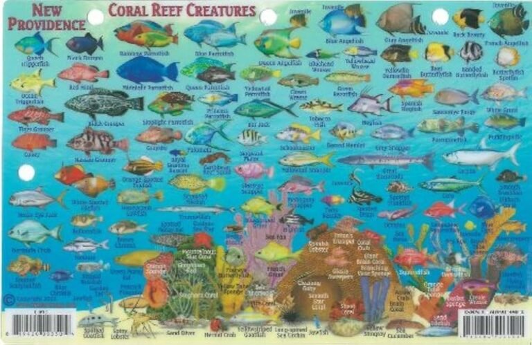 mapa ilustrado de mascotas en nueva providencia