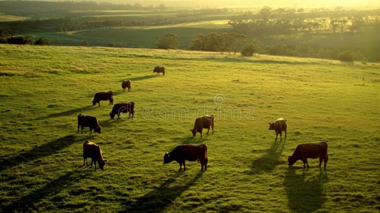 vacas saludables pastando en pradera verde